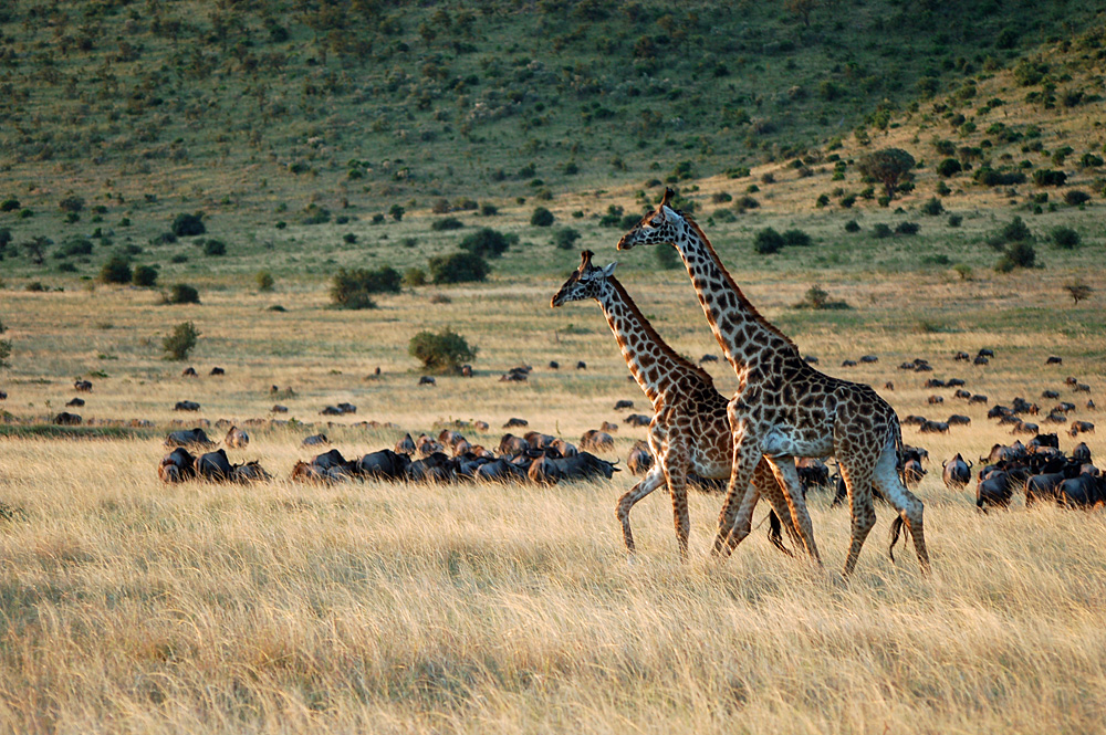 Girafes dans le Masaï Mara