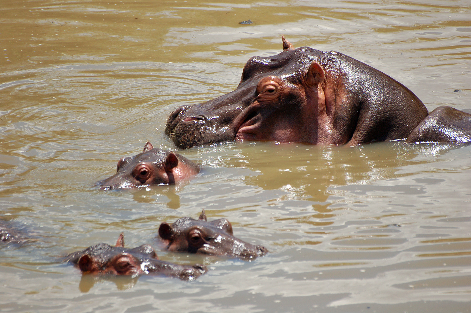 Hippopotames dans la Mara
