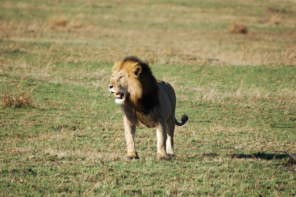 Lion solitaire