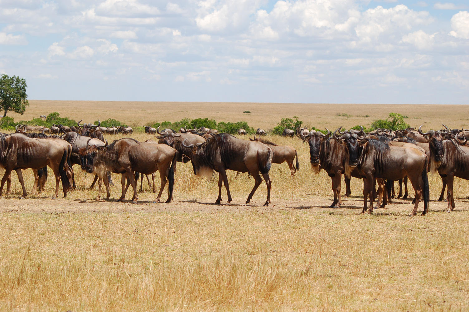 Troupeau de gnous dans la savane