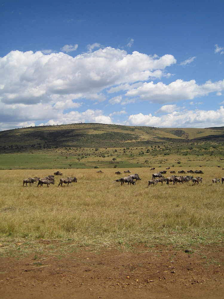 Transhumance