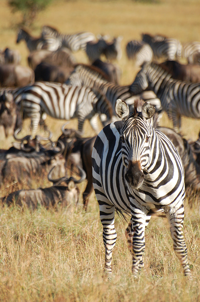 Zèbre dans la Réserve nationale Masaï Mara