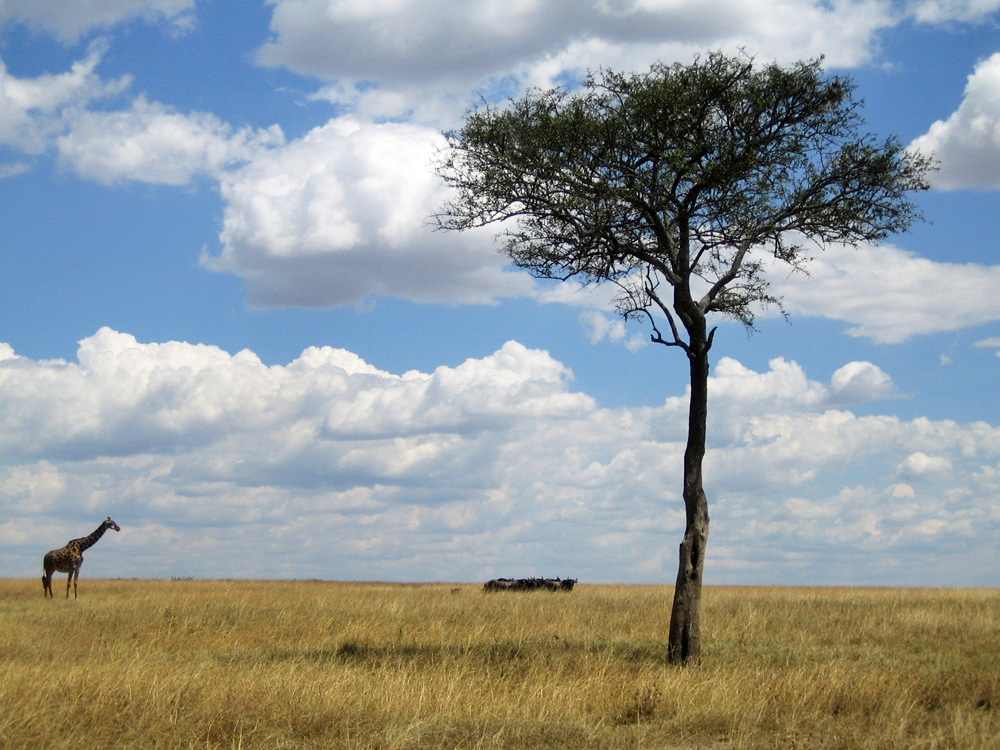 Girafe et troupeau de gnous