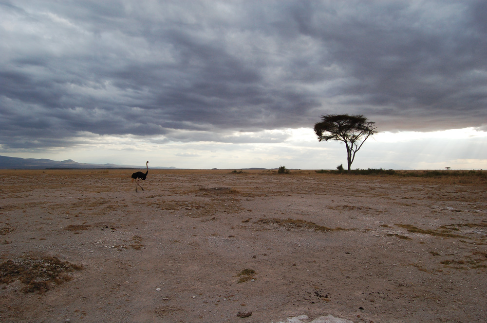 Parc Amboseli