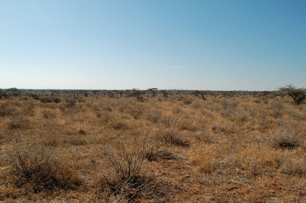 La savane du Kenya