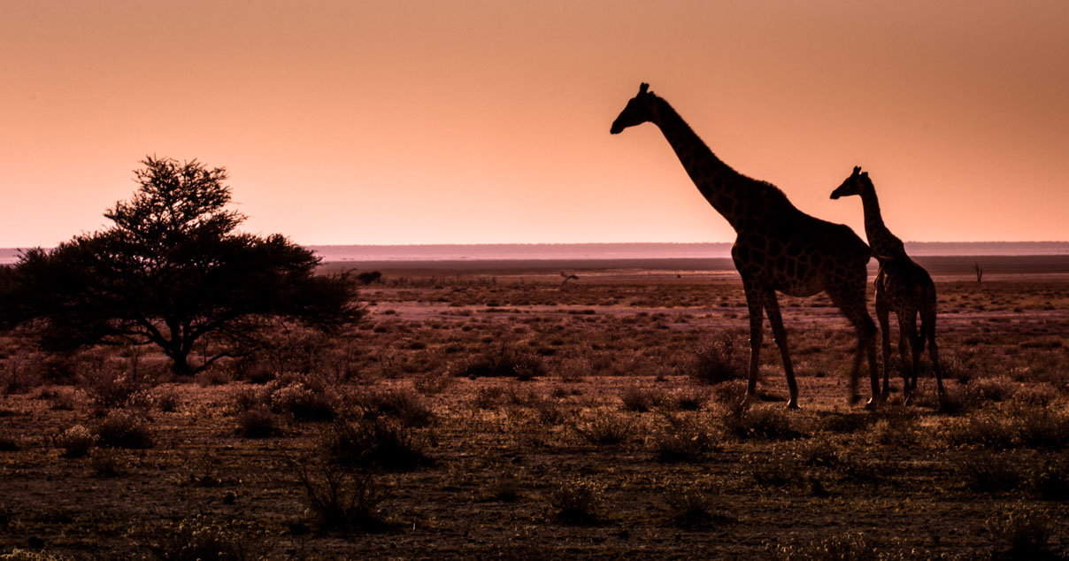 Girafes en Namibie