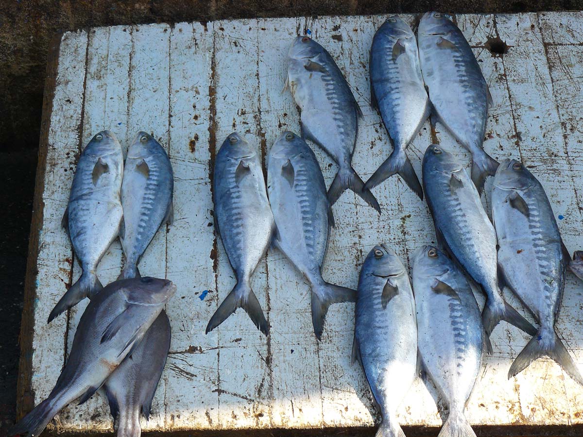 Poissons frais à Essaouira