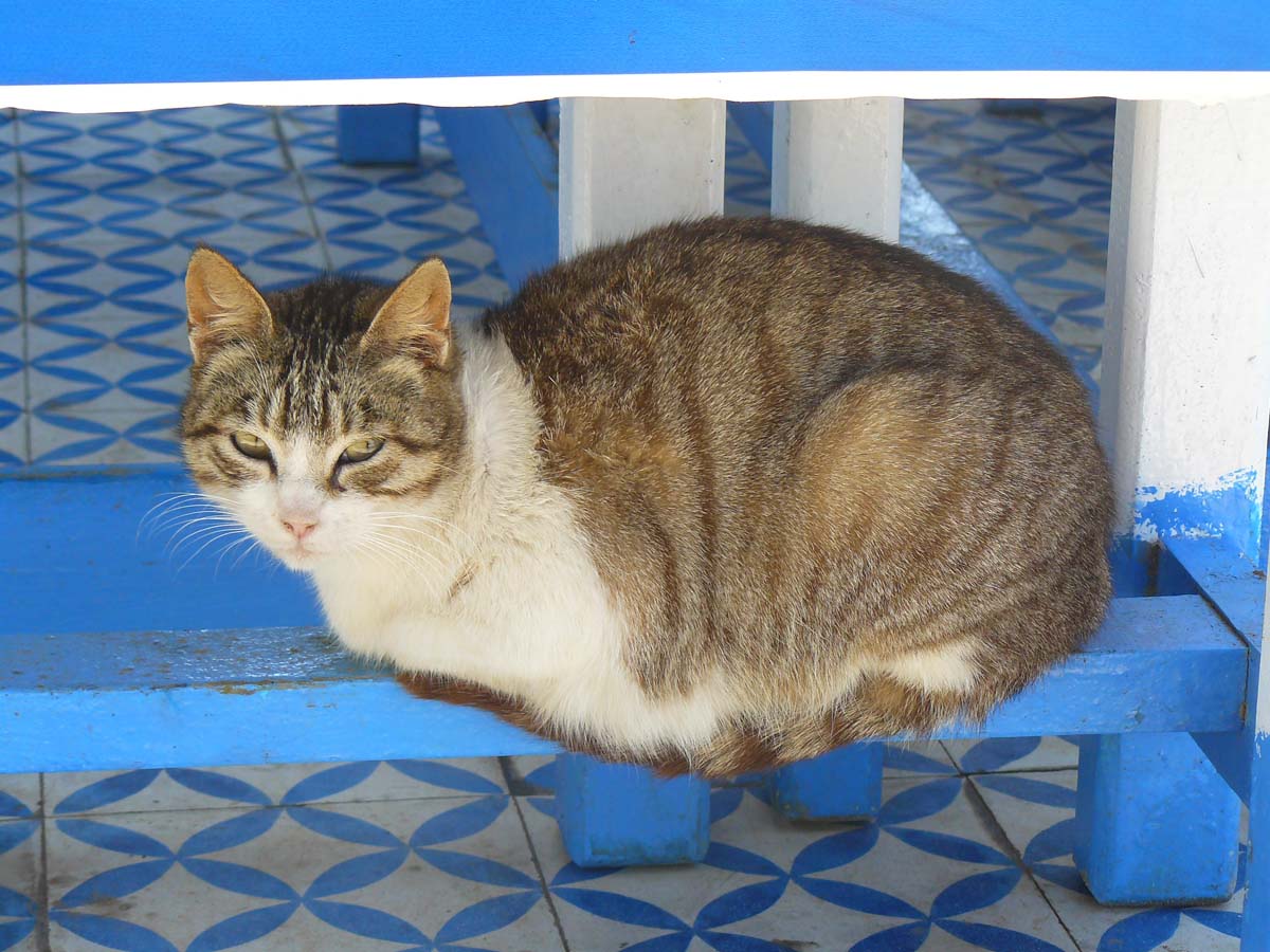 Un chat à Essaouira