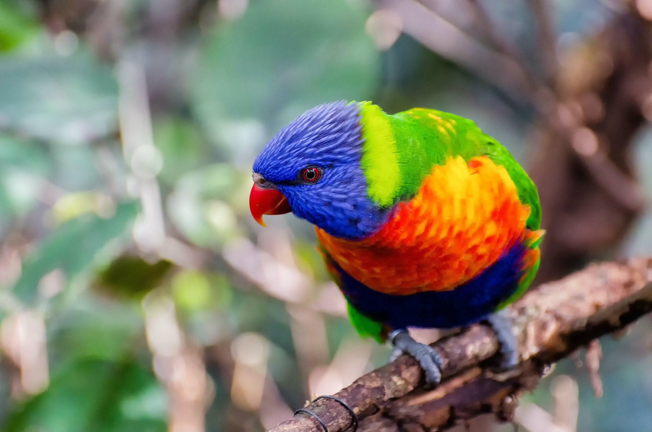 Une faune et une flore riche et variée en Papouasie Nouvelle Guinée