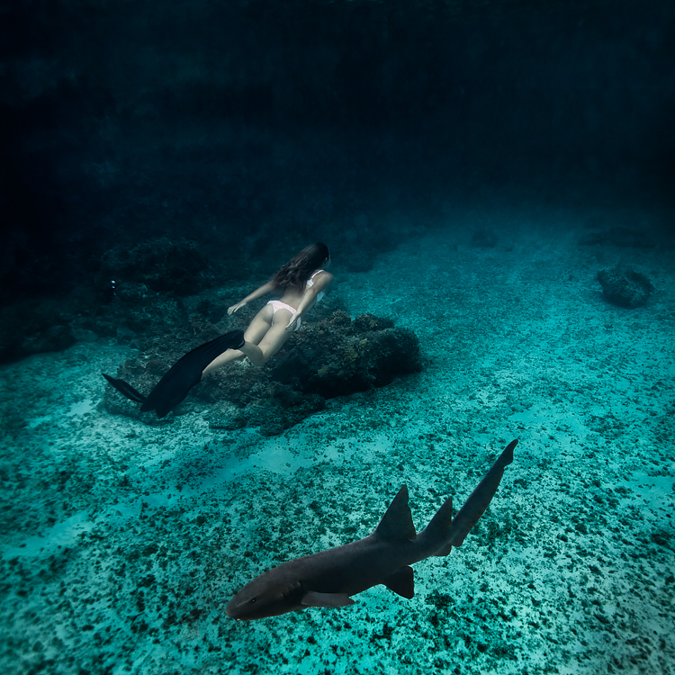 Sacha Kalis nage avec des requins aux Bahamas