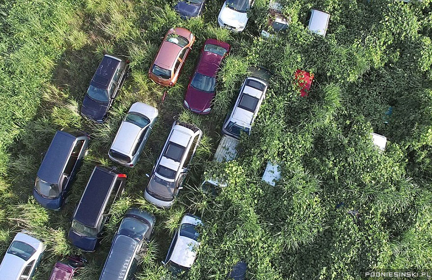 Fukushima : la nature plus forte que tout