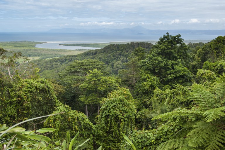 Daintree Forest