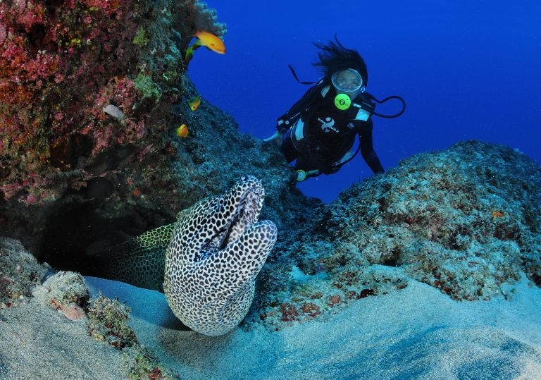 Séance de plongée sous-marine à la Réunion