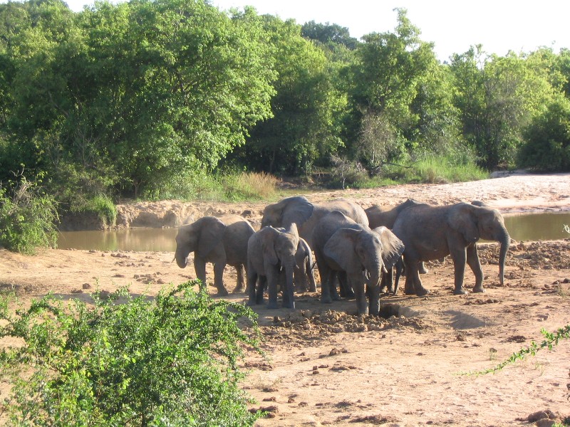 Elephants de Yankari