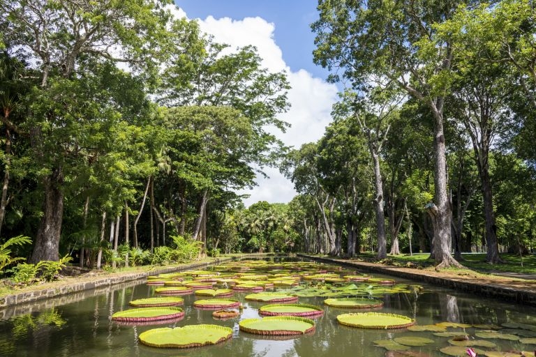 Le jardin de pamplemousse