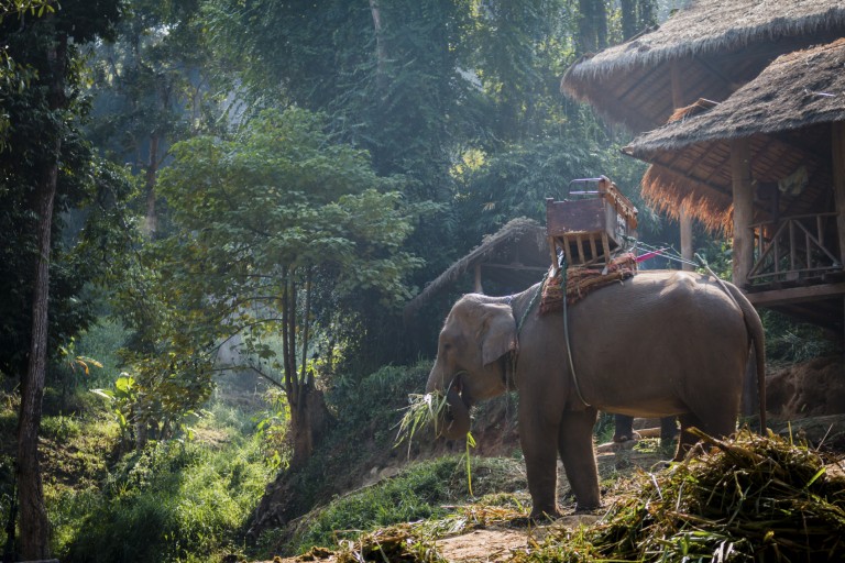 Chiang Mai ormanında fillerle yaşamak
