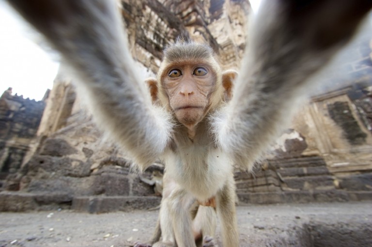 Friendship with Lopburi Monkeys