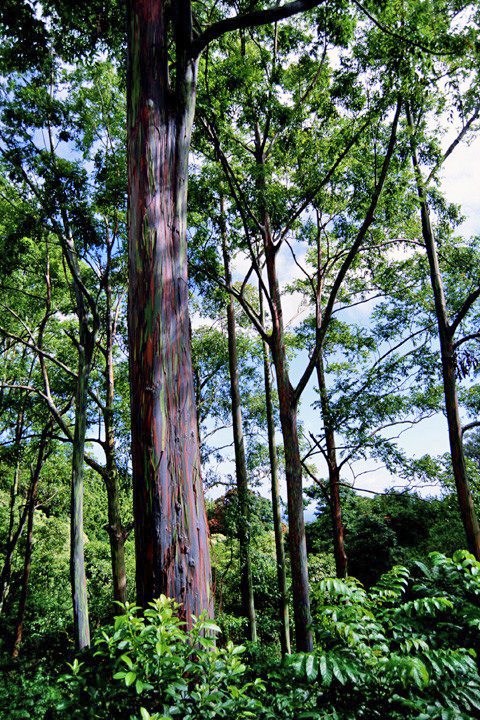 Forêt hawaïenne