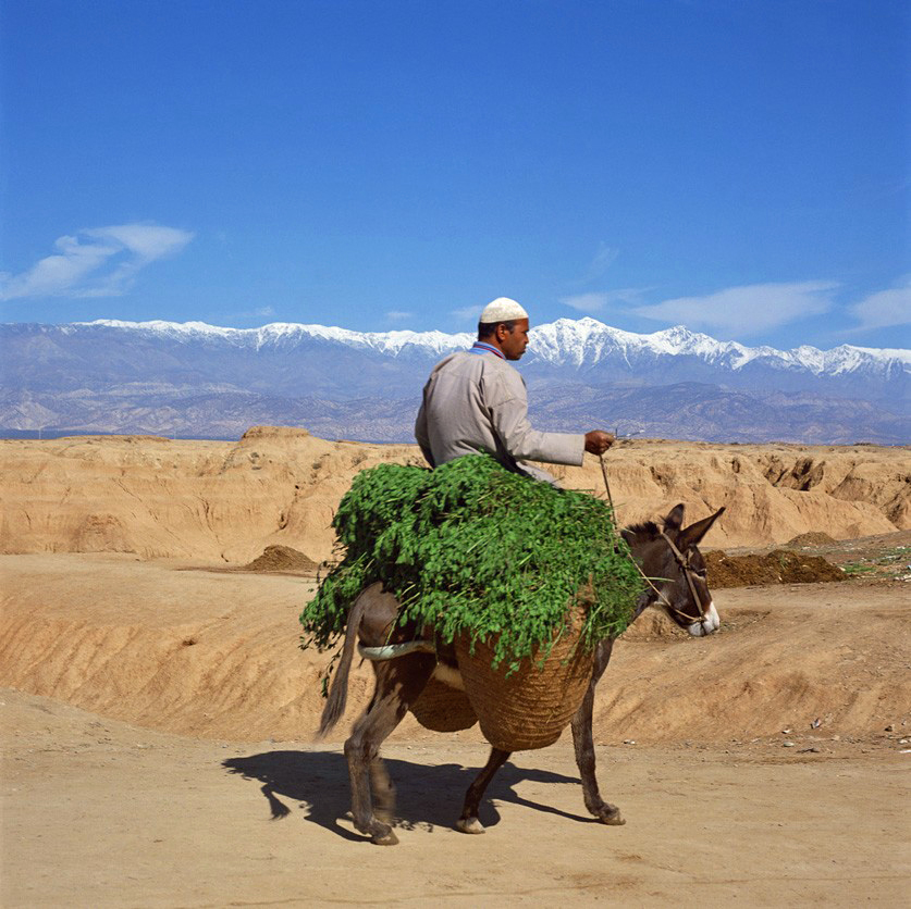 Marocain à dos d'âne dans l'Atlas