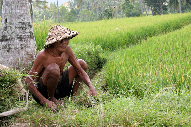 Vieil indonésien travaillant dans une rizière