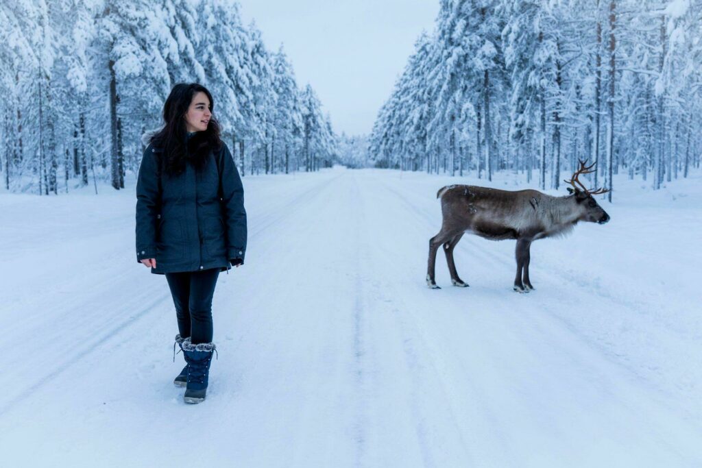 Rencontre avec un renne en Laponie