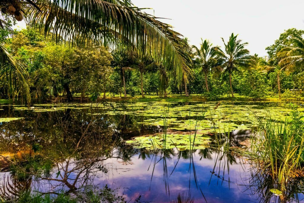 Cuba Péninsule de Zapata parc naturel