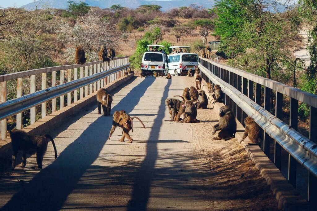 Safari photos minibus 4x4