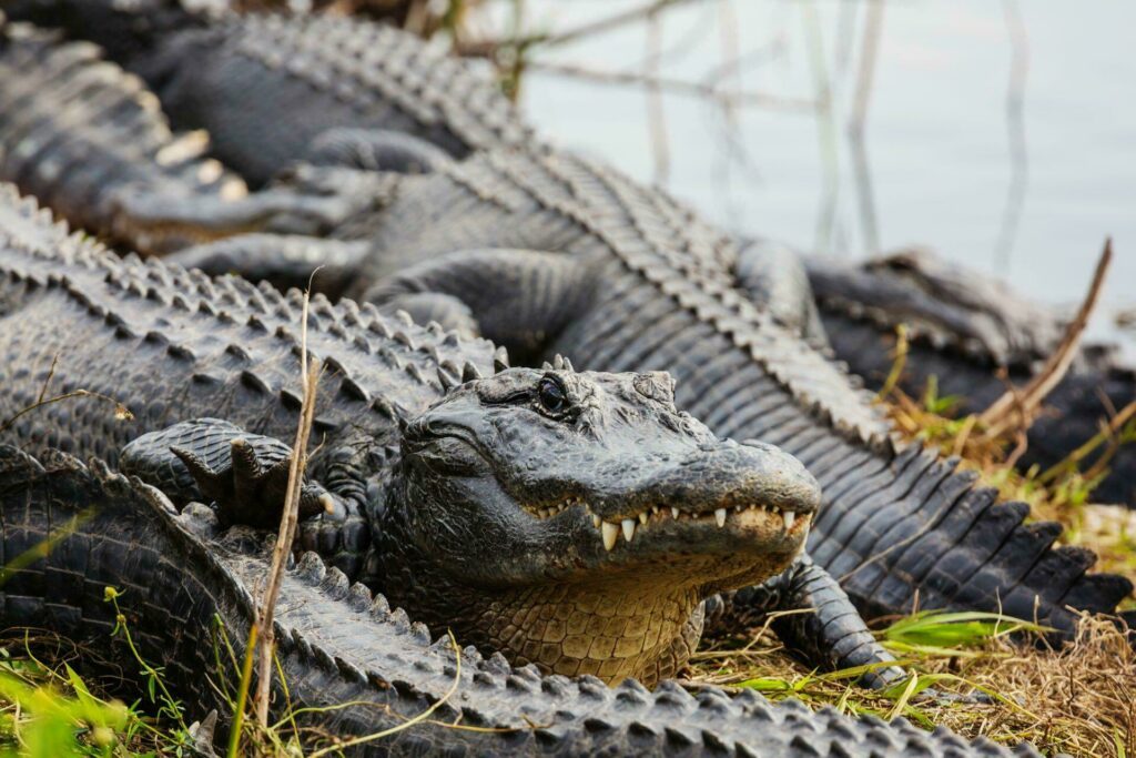 Miami Everglades alligator