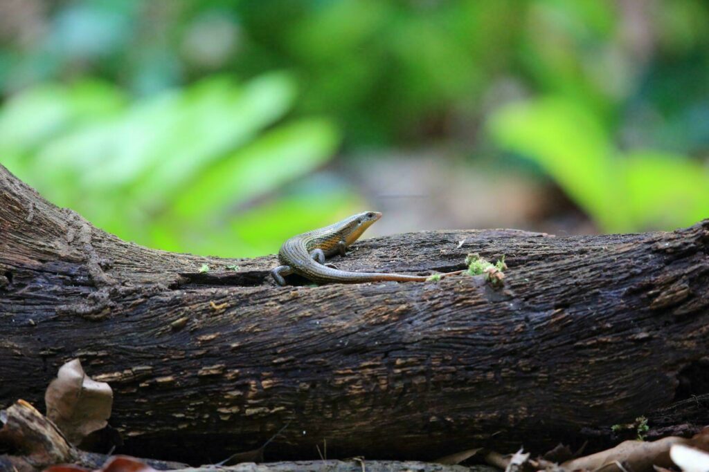 Voir la faune pendant votre Voyage à Bali