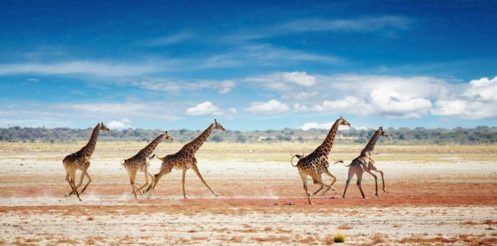 Namibya'daki zürafalar