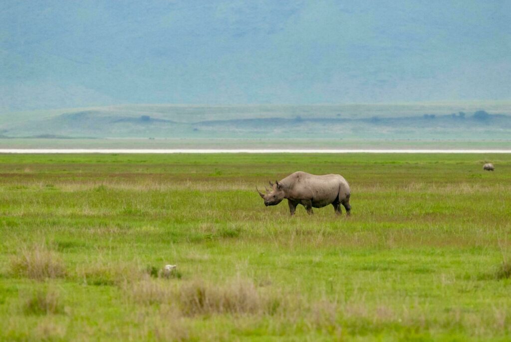 Rhinoceros noir Ngorongoro Tanzanie