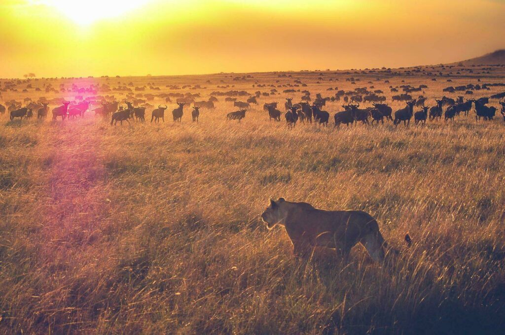 Réserve nationale du Masai Mara (Kenya)