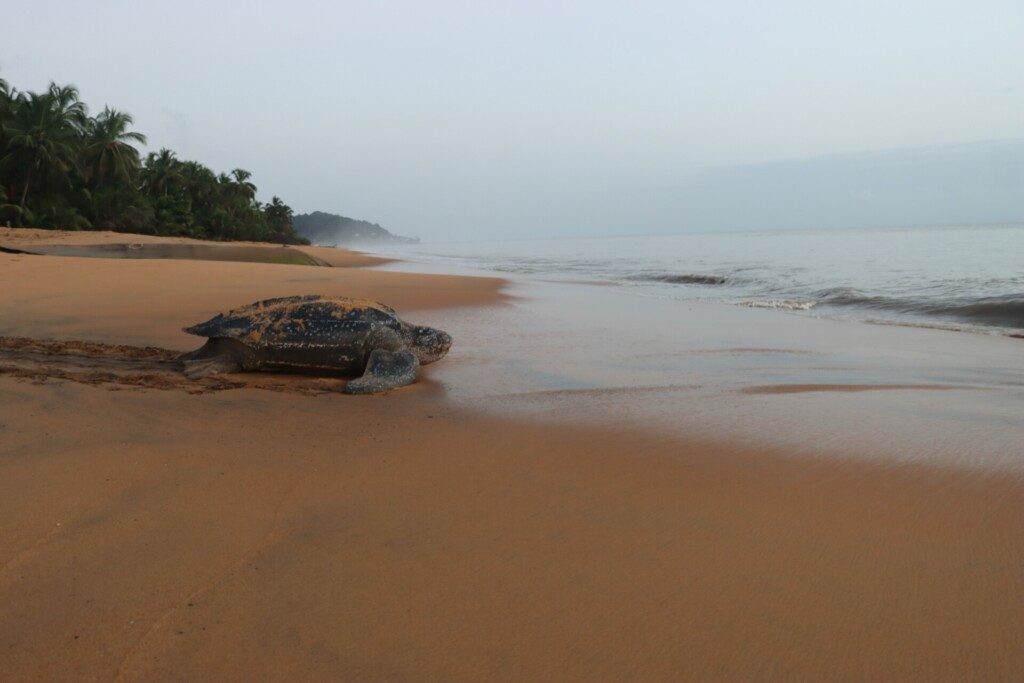 La tortue luth en Guyane française
