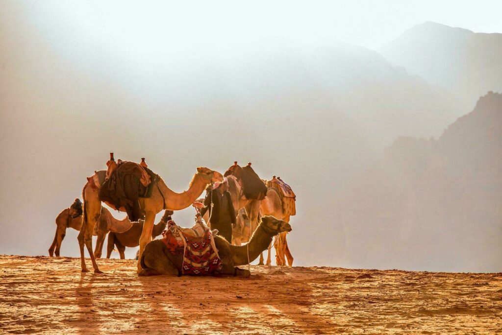 chameaux desert