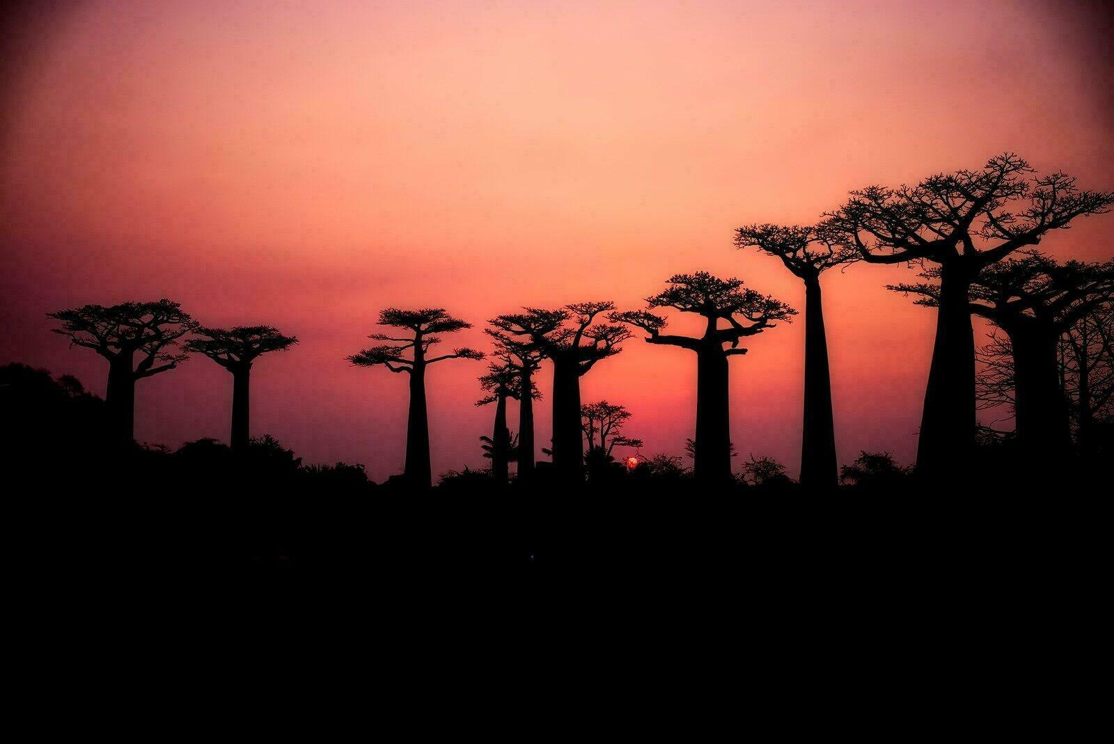 Baobabs