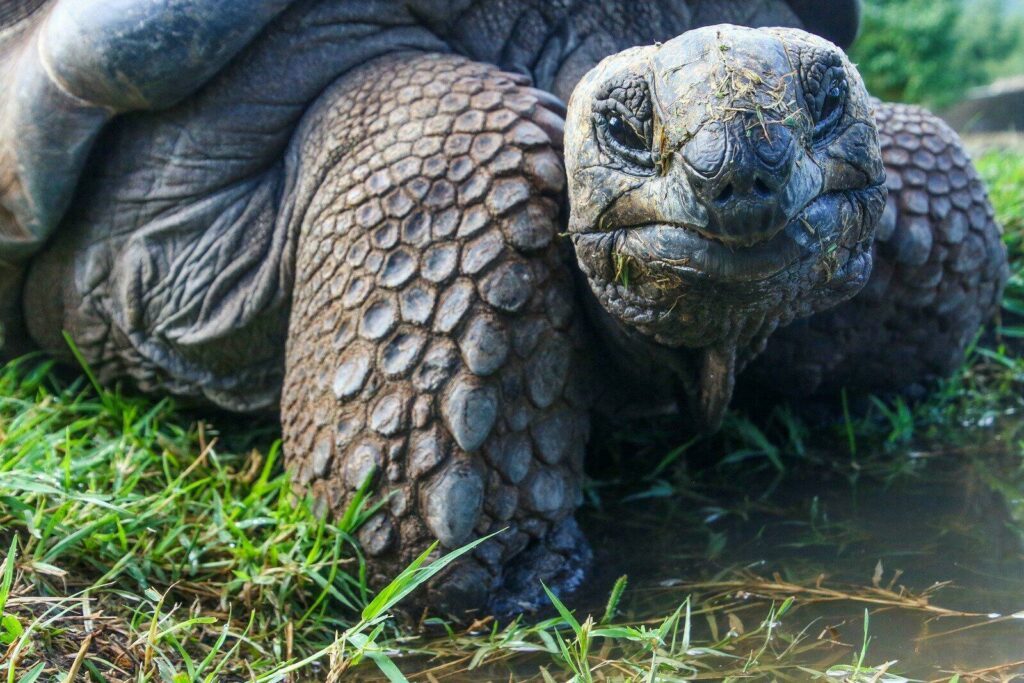 galapagos