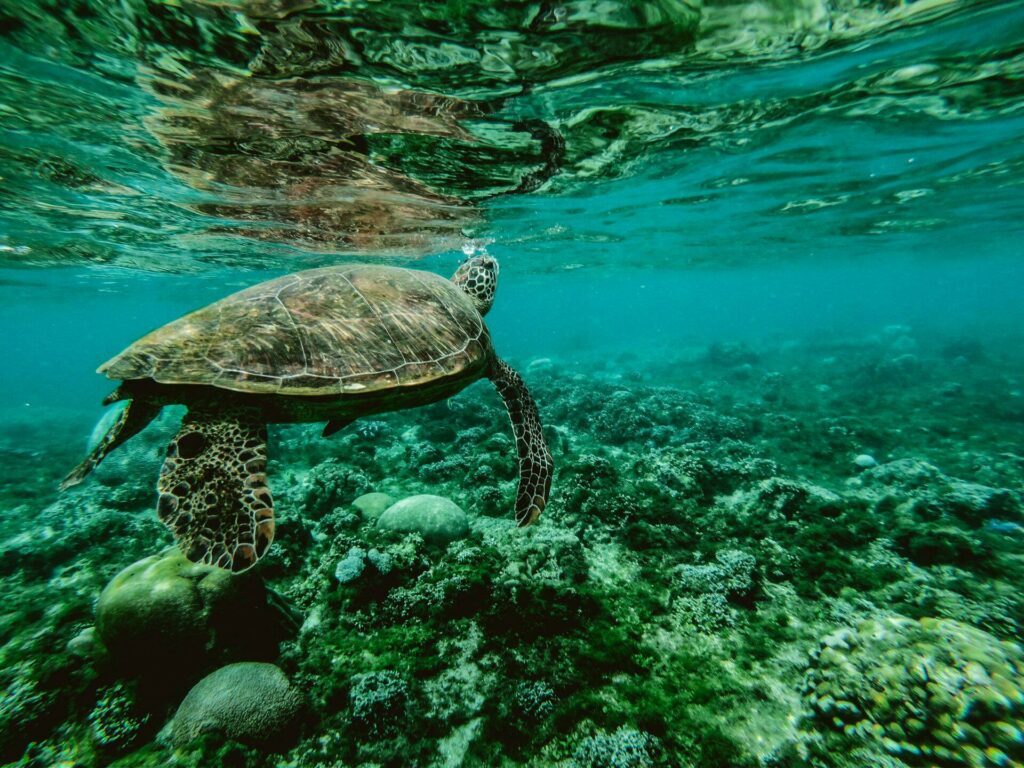 tortue philippines