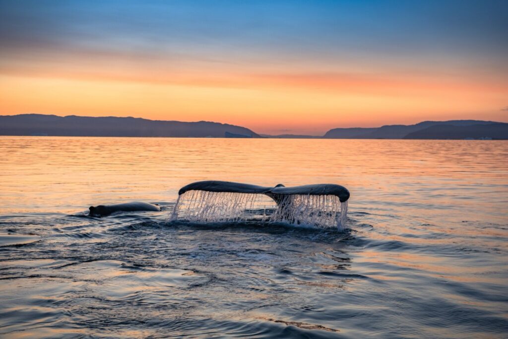 Baleines nageant au coucher du soleil au Groenland