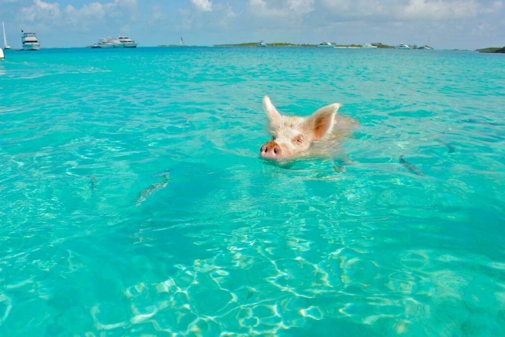 cochon bahamas