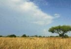 Lone Acacia Tree, Waza National Park, Cameroun