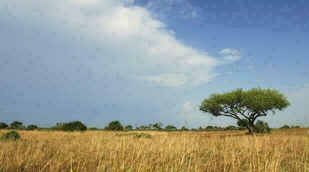 Lone Acacia Tree, Waza  National Park, Cameroun