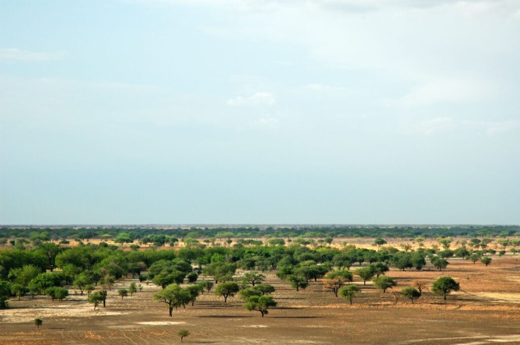 La savane du Parc national de Waza, Cameroun