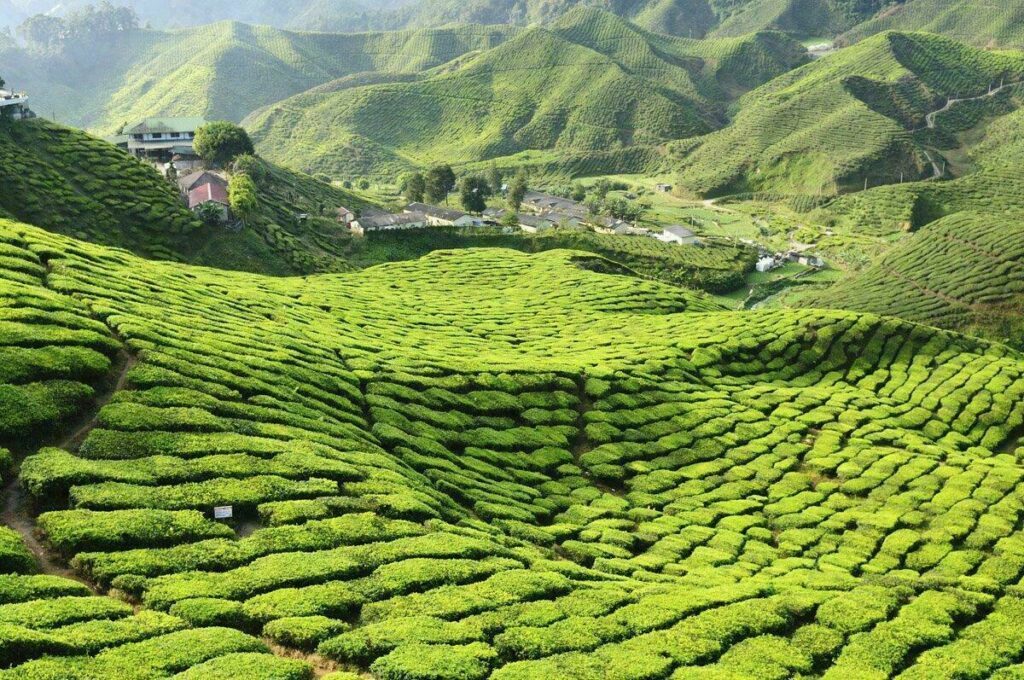 Plantation de thé en Malaisie - Cameron Highlands