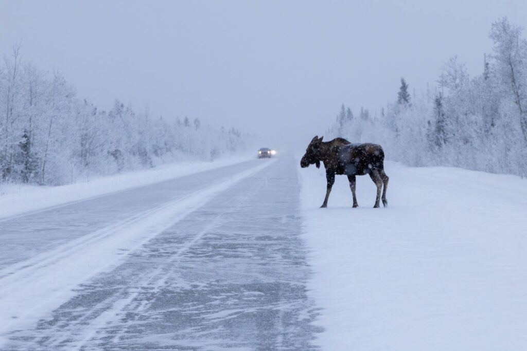 L'Alaska en hiver, des conditions plus dures