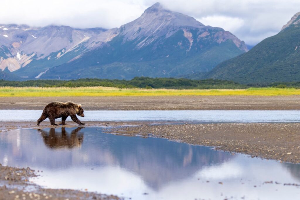 Un ours brun à la recherche de saumons dans le parc national de Katmai en Alaska