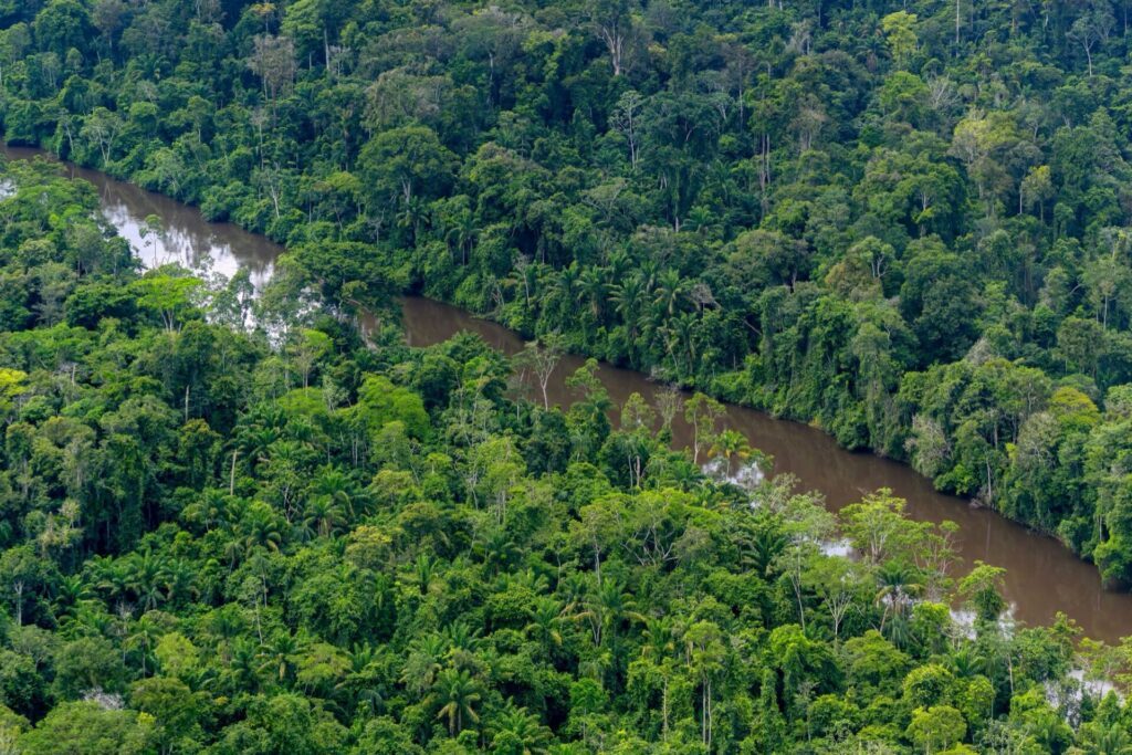 Vue aérienne sur la forêt tropicale verdoyante au Suriname