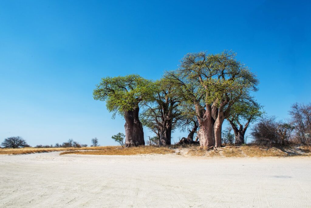 Des baobabs au bord du Nxai Pan, Botswana