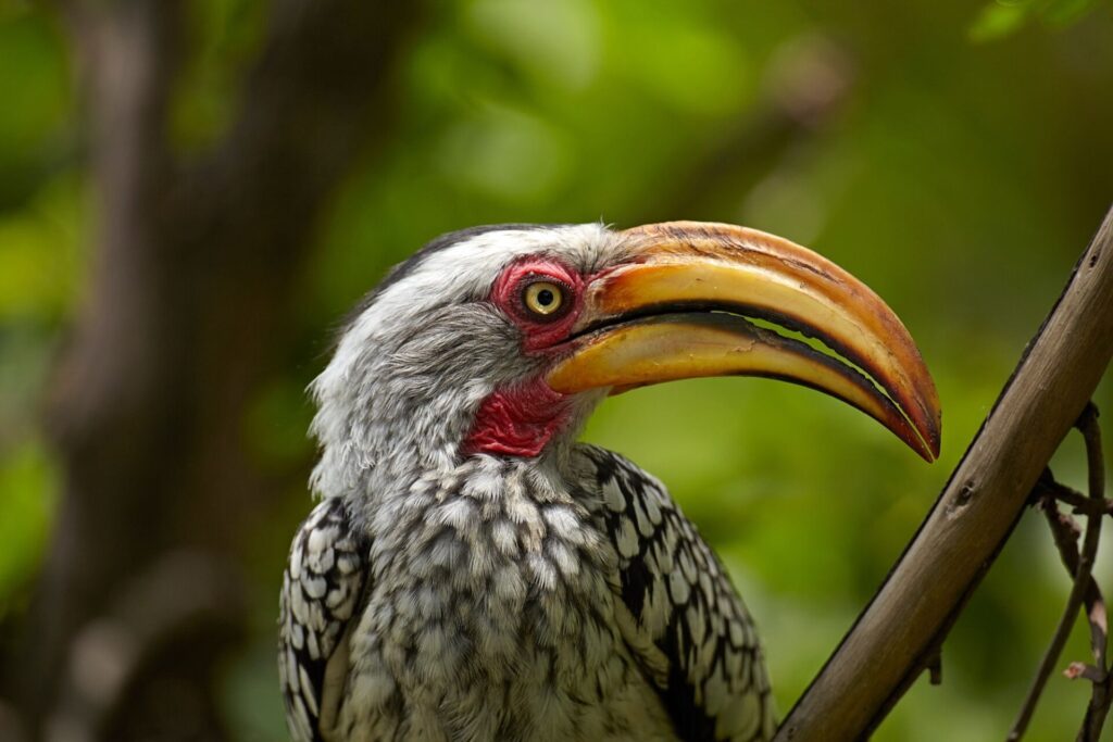 Un Calao leucomèle (Tockus leucomelas) dans la réserve de Moremi (Botswana)