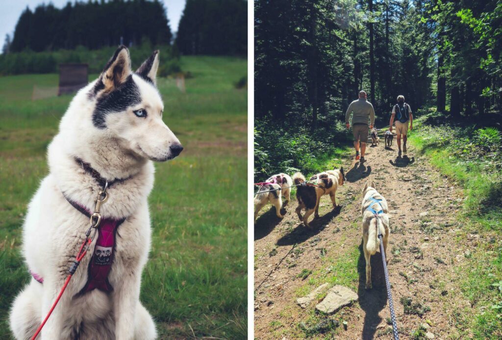 Cani-rando la randonnée avec chiens dans le Parc naturel régional du Pilat