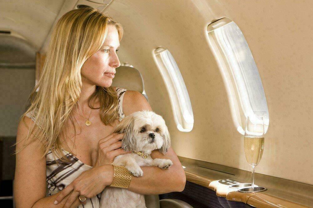 Voyager en avion avec un chien